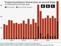 Tropical forest loss at record high